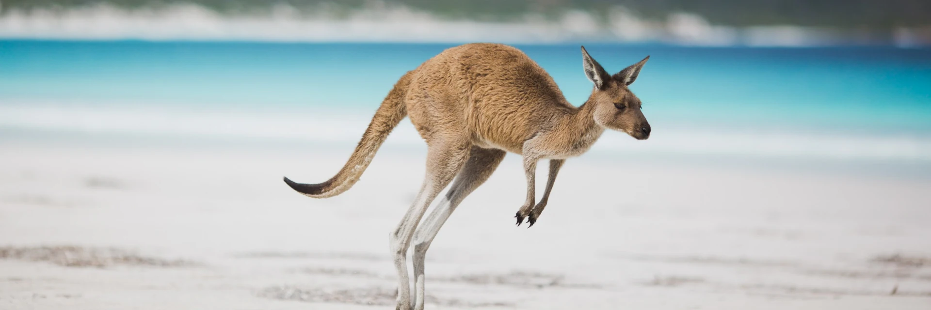 Australia Tour  From Bengaluru